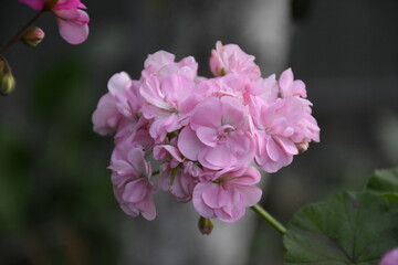 Obraz premium Pink Pelargonium in Full Bloom – Graceful Garden Elegance 