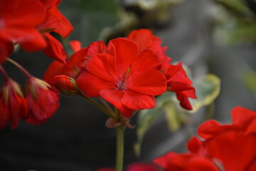 Radiant Red Pelargonium in Bloom – A Garden Classic
