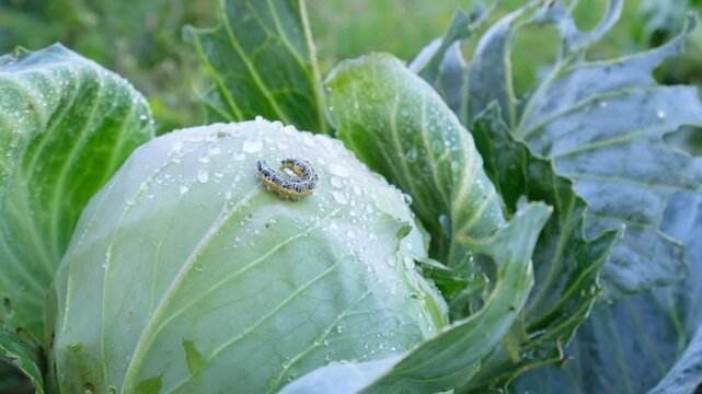 caterpillar on cabbage leaf with water droplets