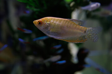 熱帯魚　ゴールデングラミー