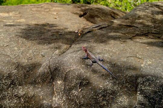 A lizard with a red head and blue body basks on a large rock in sunlight. Serengeti, Tanzania