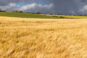 Rolling hills covered in golden wheat sway in the wind beneath a moody grey sky. A poetic landscape caught between serenity and the storm that waits on the horizon