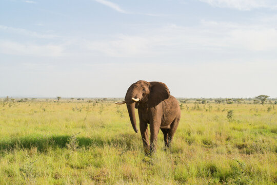 Fototapeta Elephant standing alone in a sunny, open grassland savannah. Tanzania, Africa