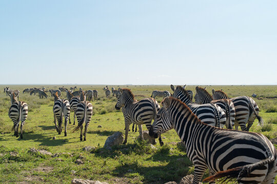 A herd of zebras runs across a grassy plain under a clear blue sky. Tanzania, Africa