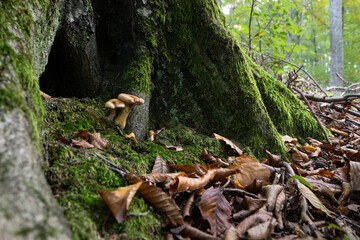 Mushrooms at base of tree next to root covered with moss, forest floor is covered with dry leaves in autumn