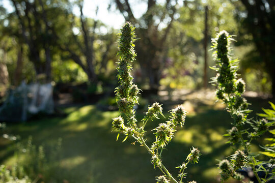 Sunlit hemp plants with dense buds in a green, wooded garden setting. Auckland, New Zealand