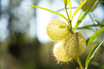 Bright green spiky balloon-like pods of a swan plant with leaves against a blurred nature background. Auckland, New Zealand