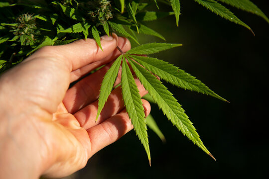Hand gently holding a vibrant green cannabis leaf in sunlight. Auckland, New Zealand