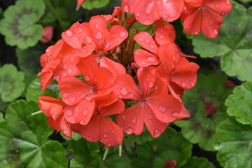 Fototapeta premium Radiant Red Pelargonium in Bloom – A Garden Classic 