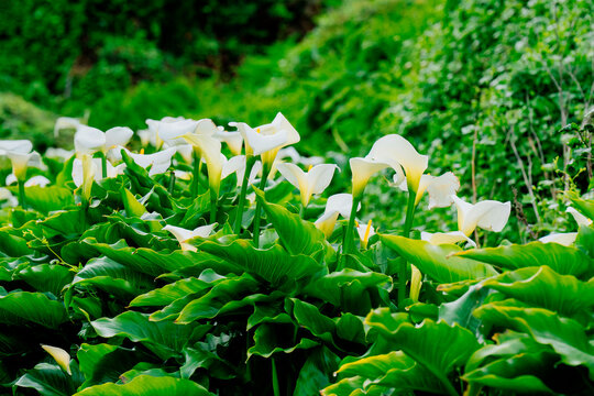 Lush green foliage with blooming white calla lilies in a vibrant garden setting. Garrapata State Park, CA, USA