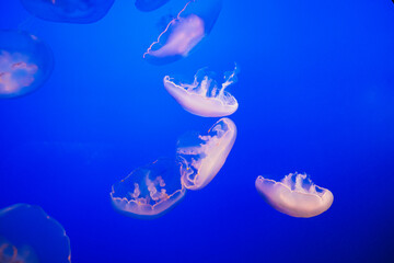 Ethereal jellyfish gracefully float in a vivid blue underwater scene. California, USA