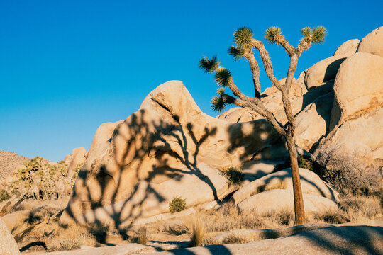 Joshua tree casting a shadow on large boulders under a clear blue sky. Joshua Tree National Park, CA, USA