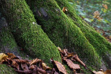 Moss on tree roots near ground close up, few dry leaves lay around