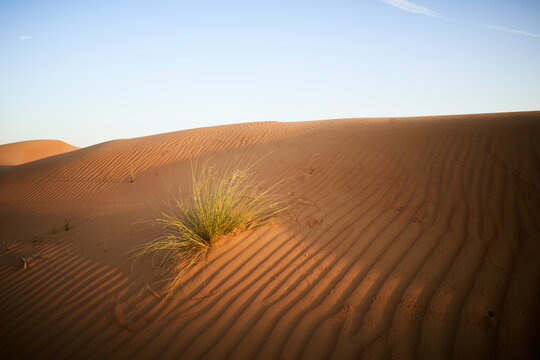 Golden sand dunes with ripples under a blue sky, small grass patch in foreground.
