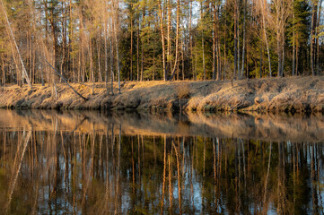 spring forest in the evening
