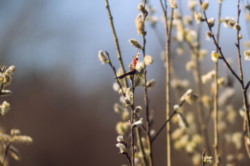 A beautiful butterfly are sitting an catkins flowers © Alicja