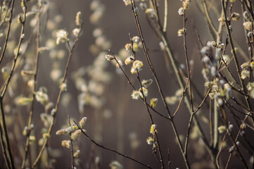 Catkin's flowers blooming at spring