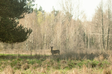 Roe deer are standing in the shadow of forest  © Alicja