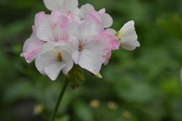 White Pelargonium – Pure Grace in Bloom
