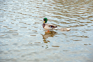 Mallard Duck swiming on the lake