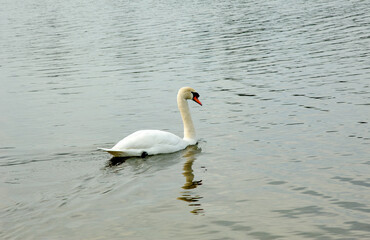 Mute Swan, (Cygnus Olor)