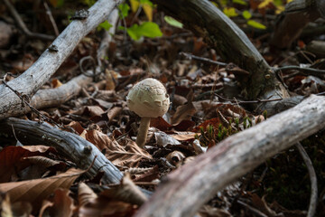 Parasol mushroom among naked branches close up, young edible macrolepiota procera on forest floor framed with dry tree branches