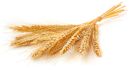 Wheat ears isolated on white background