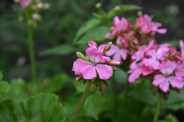 Violet Pelargonium Blossoms &ndash; Soft Elegance in the Garden
