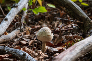 Parasol mushroom among naked branches close up, young edible macrolepiota procera on forest floor framed with dry tree branches