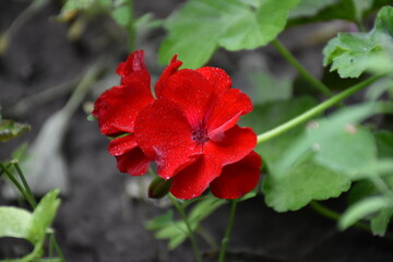 Radiant Red Pelargonium in Bloom – A Garden Classic
