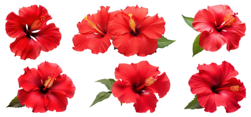 PNG Vibrant red hibiscus flowers collection, element set on transparent background