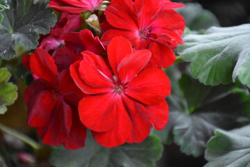 Radiant Red Pelargonium in Bloom – A Garden Classic
