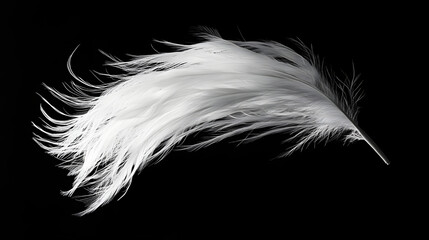 Whisper of a Feather: A singular, delicate feather floats serenely against a stark backdrop, conveying a sense of lightness and freedom.