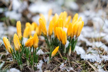 Fotobehang Krokus Vibrant yellow crocus flowers under snow. Anomalous snowy spring, harsh weather conditions  © Elen Nika