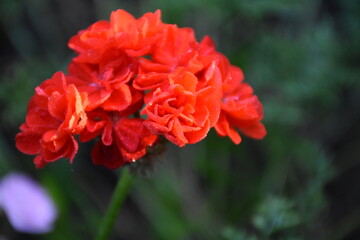 Radiant Red Pelargonium in Bloom – A Garden Classic
