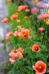 Orange poppy flowers blooming with green stems