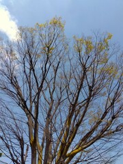 春の芽吹き始めた公園の欅