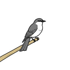 A gray and white bird perched on a branch
