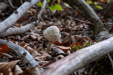 Parasol mushroom among naked branches close up, young edible macrolepiota procera on forest floor framed with dry tree branches