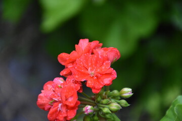 Obraz premium Radiant Red Pelargonium in Bloom – A Garden Classic 
