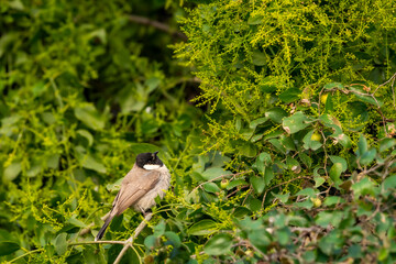 Himalayan bulbul or white cheeked bulbul or Pycnonotus leucogenys bird closeup or portait perched on branch in winter season safari at keoladeo national park bharatpur bird sanctuary rajasthan india