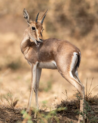 Chinkara or Indian gazelle or Gazella bennettii an Antelope portrait licking cleaning body in natural environment at ranthambore national park forest tiger reserve sawai madhopur rajasthan india asia