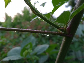 Raindrops on a Leafy Branch – A Glimpse of Nature's Calm
