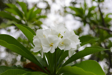 Obraz premium A cluster of plumeria flowers in bloom