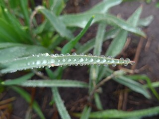 Raindrops Resting on a Green Leaf – Nature’s Gentle Touch

