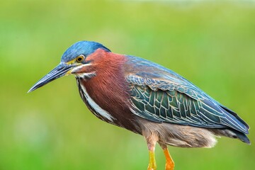 Green heron profile