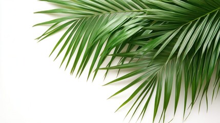 Lonely Elegance – A Majestic Palm Tree Standing Tall Against a Crisp White Canvas