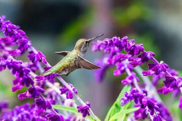 Hummingbird and lavender