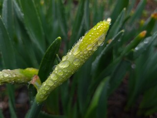 Raindrops Resting on a Green Leaf – Nature’s Gentle Touch
