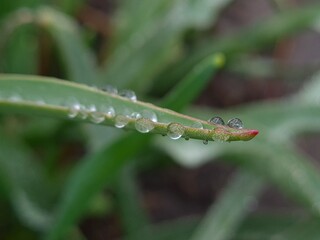 Raindrops Resting on a Green Leaf – Nature’s Gentle Touch
